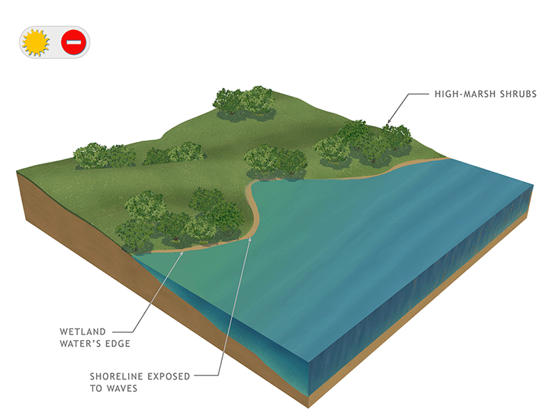 Graphic #16: Living Shorelines