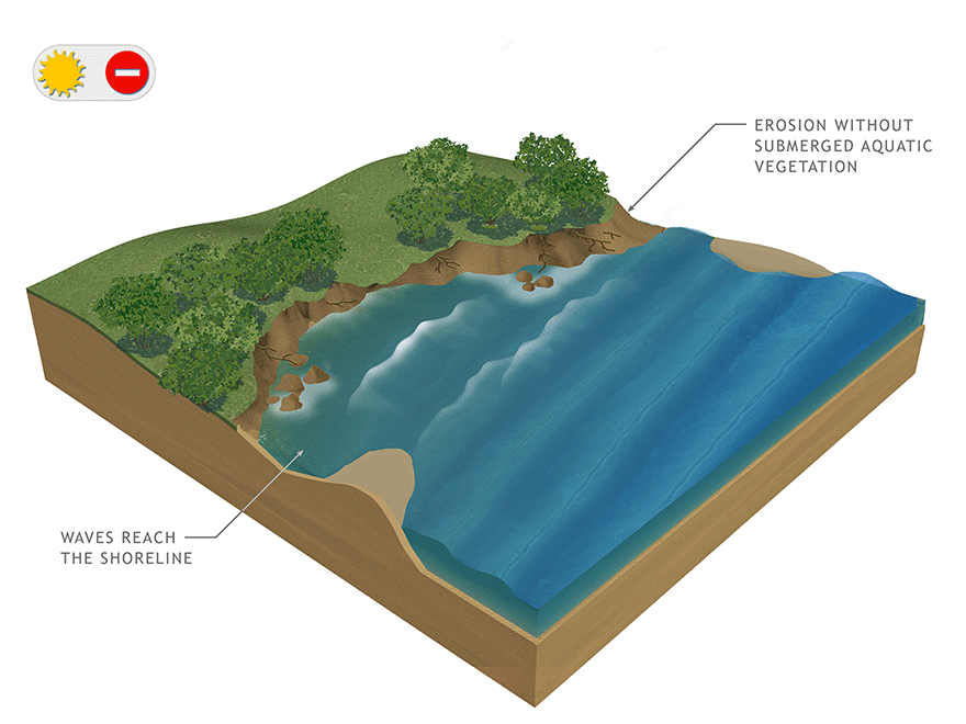 Graphic #19, Submerged Aquatic Vegetation