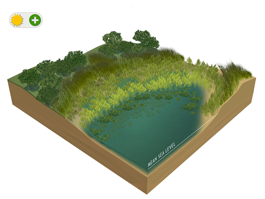 Graphic #20, Wetlands